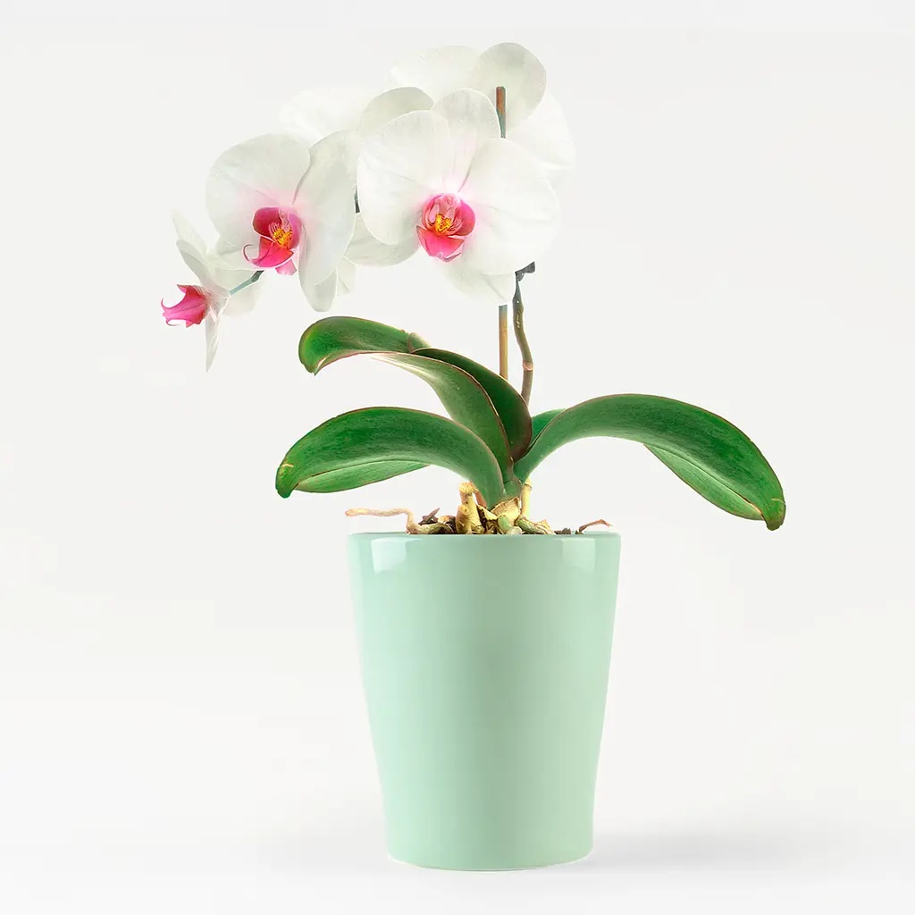 Горшок для цветов МВМ My Home, 16 см, зеленый (DH-FLOWERS-29 GREEN) - фото 2