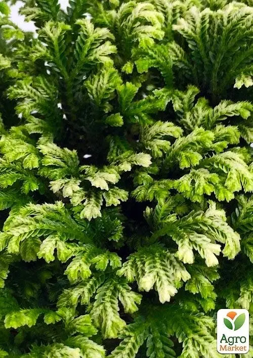 Саджанець Agro-Market Селагінелла Jori кімнатна 1 шт. в упаковці (52696) - фото 2