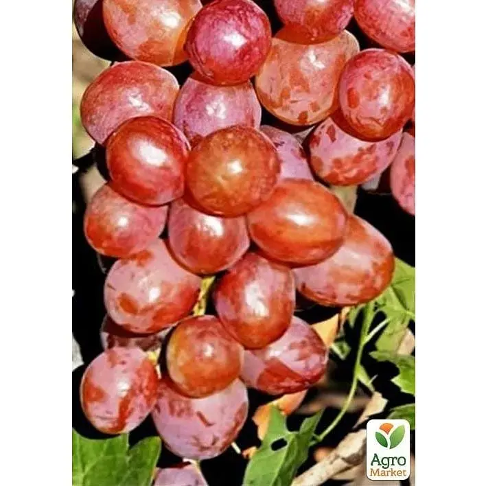 Саджанець Agro-Market Виноград Суперник (солодкий рожевий мускат) (183605) 1 шт. - фото 2