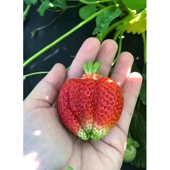 Саджанець Agro-Market Полуниця Азія (Asia) 5шт (середньо-ранній термін дозрівання, великоплідний сорт) (36949) - фото 10