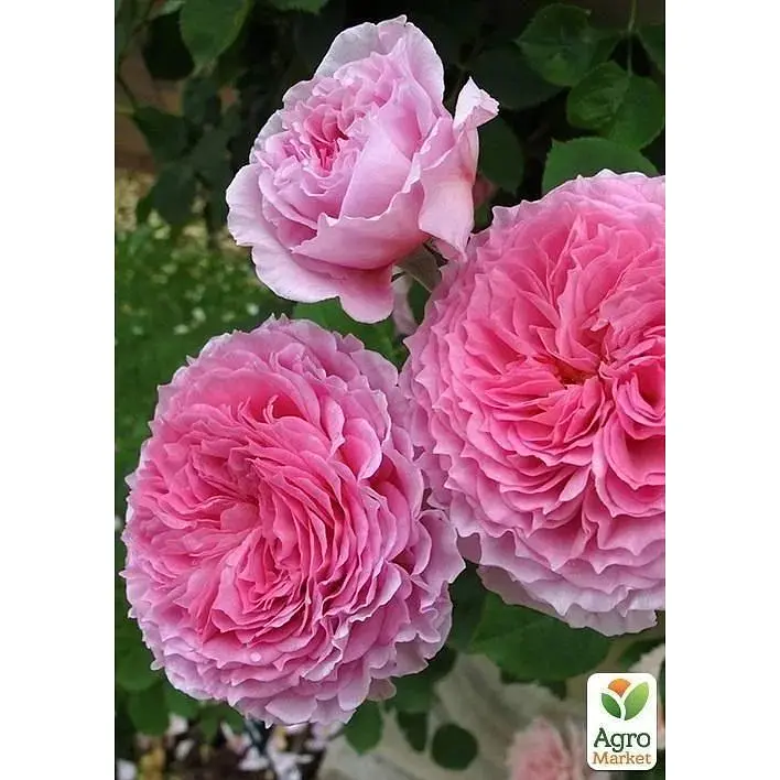 Саджанець Agro-Market Троянда англійська James Galway (клас АА +) вищий сорт (17386) 1 шт. - фото 2