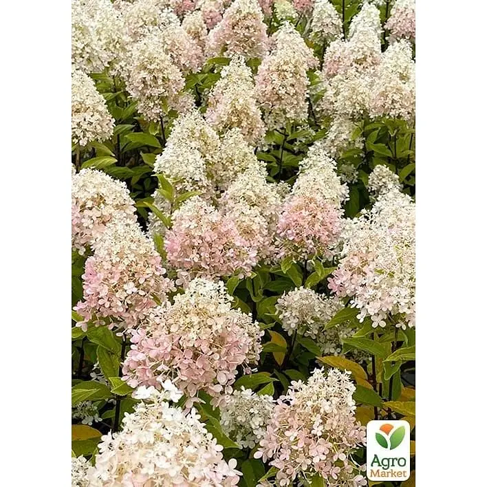 Саджанець Agro-Market Гортензія 3-х річна волотиста Magical Sweet Summer (183335) 1 шт. в упаковці - фото 2