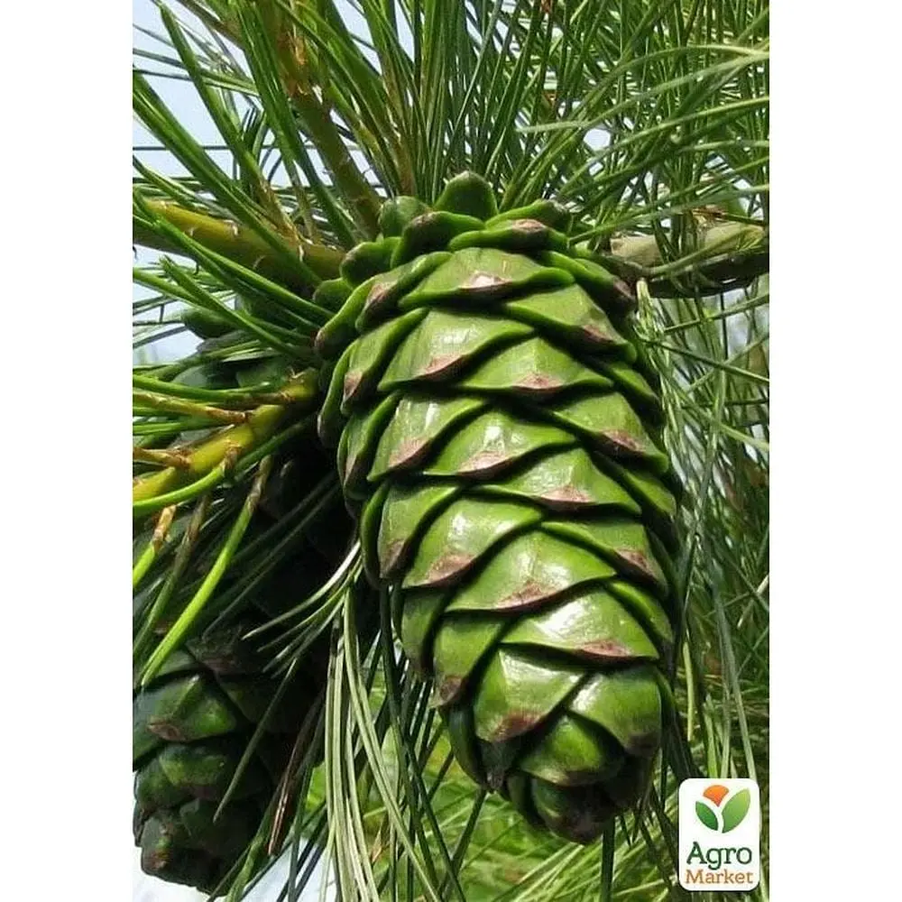 Саженец Agro-Market Сосна кедровая Armandii (прекрасный вкус настоящих кедровых орехов) (50857) - фото 2