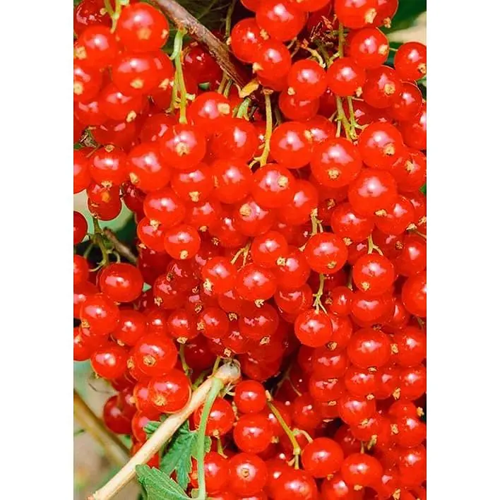 Саджанець Agro-Market Порічка (смородина) червона Львів'янка (середньо-ранній термін дозрівання, сорт високостійкий до хвороб) 1 шт. в упаковці (19919) - фото 2