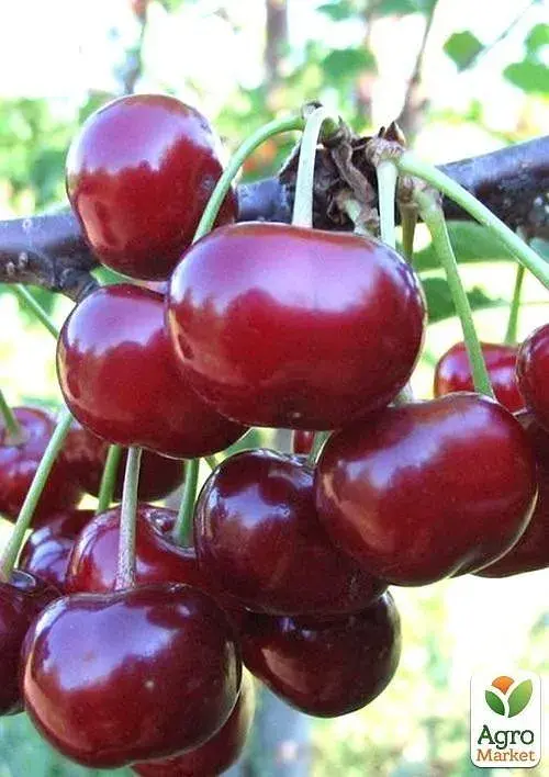 Саджанець Agro-Market Вишня Крішана (літній сорт, ранній термін дозрівання) 1 шт. в упаковці (23658) - фото 2