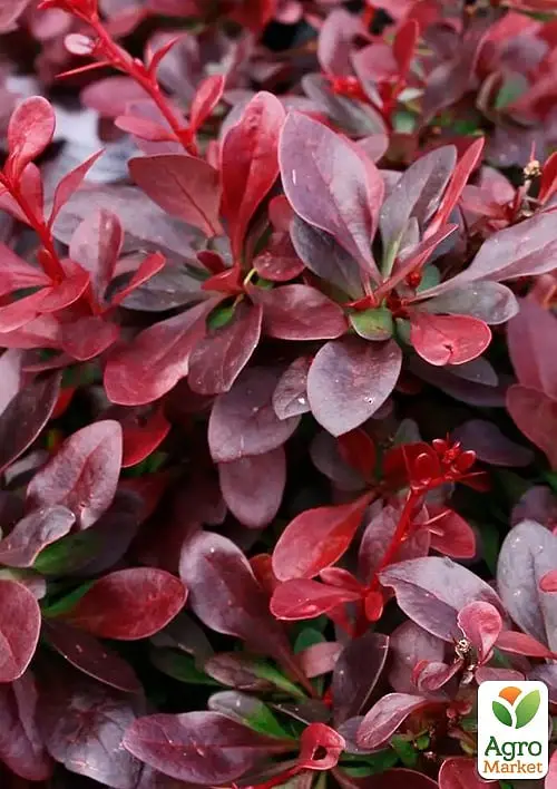 Саджанець Agro-Market Барбарис Тунберга 3-х річний Atropurpurea Nana С3, висота саджанця від 25см (175131) - фото 2