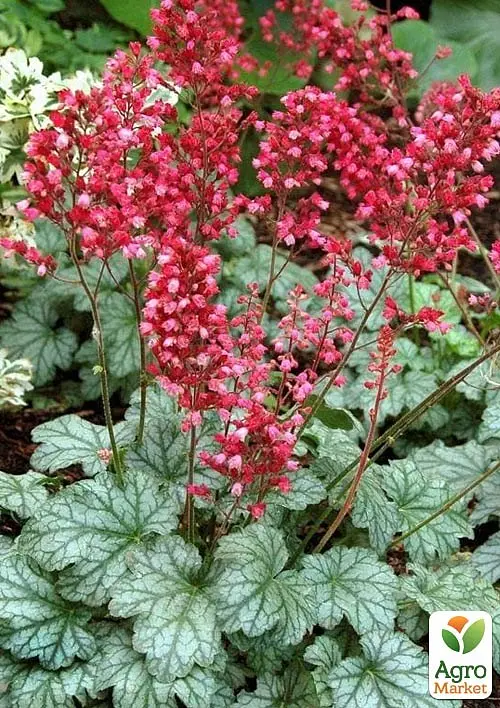 Саженец Agro-Market Гейхера (Heuchera) Paris С1 (высота 15-30см) (154089) - фото 3