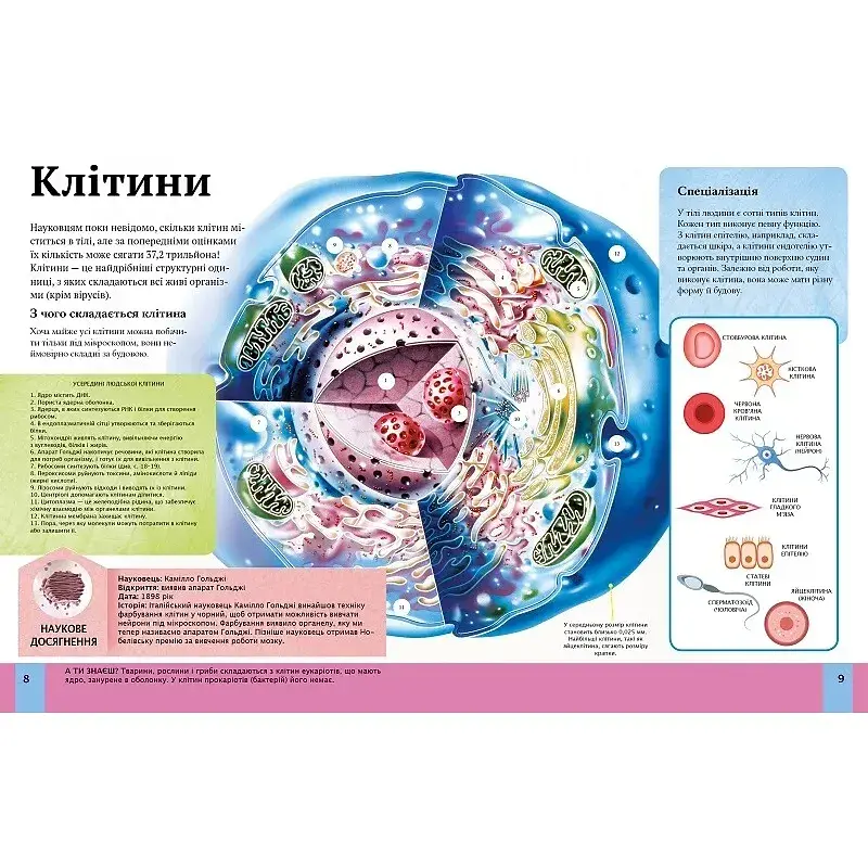 Дитяча енциклопедія тіла людини - Гібберт Клер - фото 3