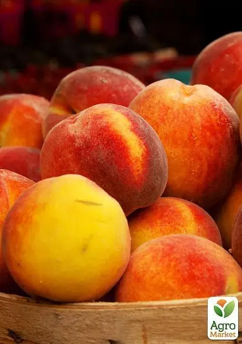 Саджанець Agro-Market Персик колоновидний жовтий з темно-червоним рум'янцем Успішний Джош (Successful Josh) (преміальний високоврожайний середньостиглий сорт) 1 шт. в упаковці (45789) - фото 6