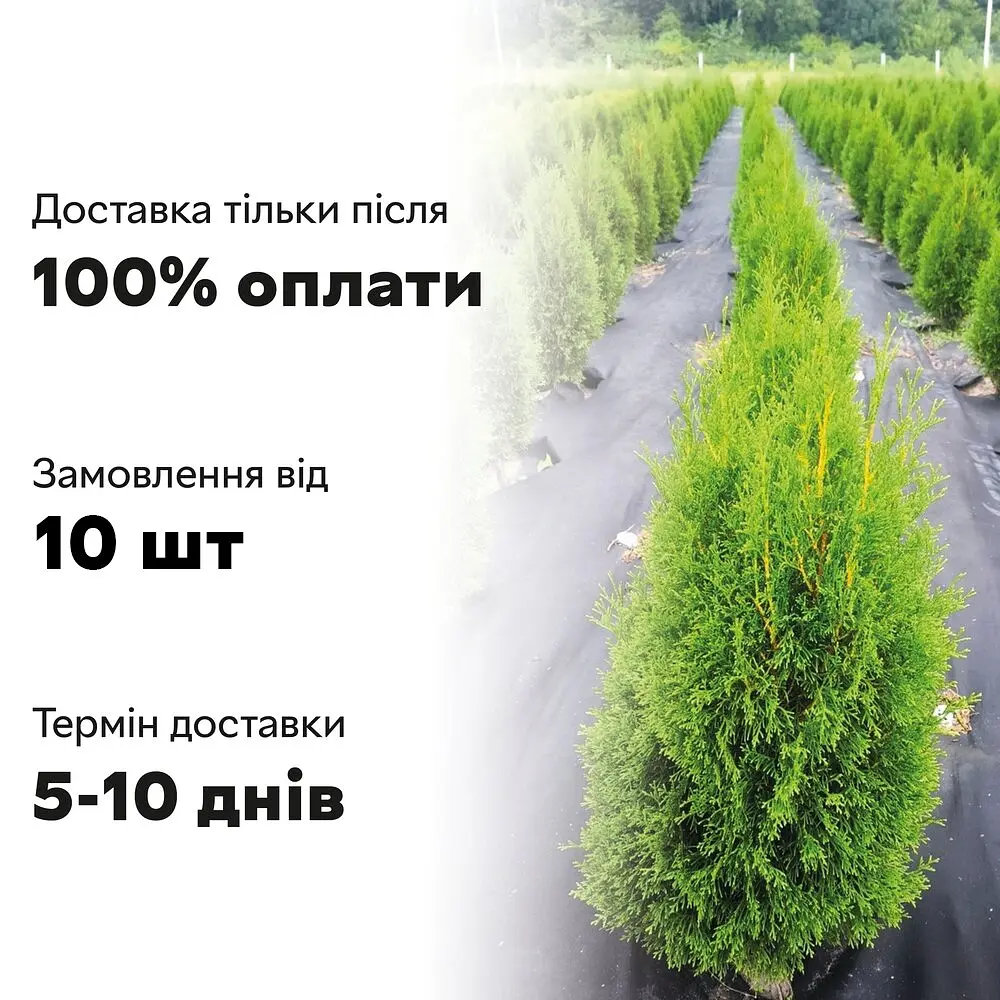 Semi Туя Смарагд західна Пірамідальна крона h - 100-110 см Хвоя зелена - фото 6
