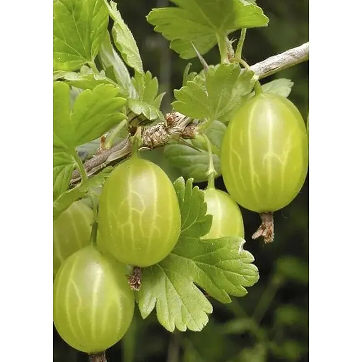 Саджанець Agro-Market LMTD Аґрус Hinnonmaki Green (сортовий, укорінений) висота 50-70см з Нідерландів 1 шт. в упаковці (184891) - фото 1