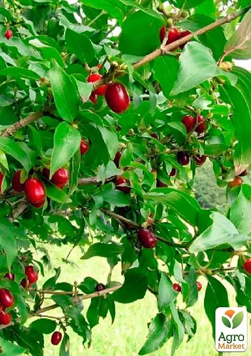 Саженец Agro-Market Кизил Элегантный (средний срок созревания, крупноплодный сорт) 1 шт. в упаковке (177905) - фото 2