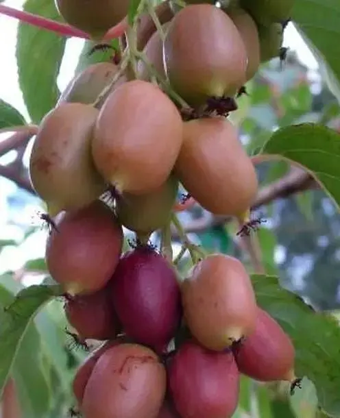 Саженец Agro-Market Актинидия Пурпурова (мини-киви, морозостойкий сорт, поздний срок созревания) (20747) 1 шт. в упаковке - фото 2