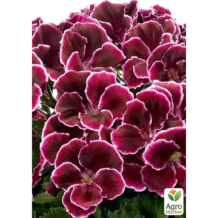 Саджанець Agro-Market Пеларгонія Королівська Novita Classic Plum (176670) 1 шт. в упаковці - фото 2