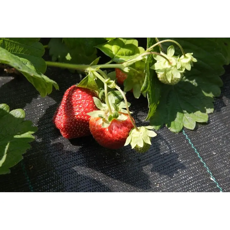 Агротканина Agrojutex 100 г/м2, 1.6х5 м (52935) - фото 3