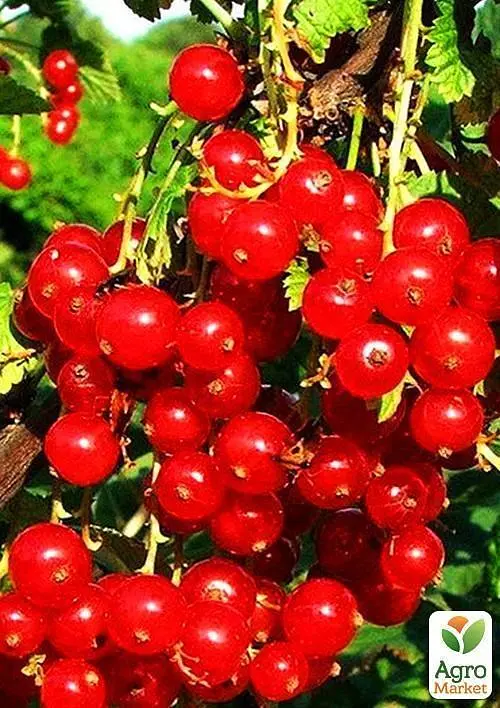 Саджанець Agro-Market Порічка (смородина) на штамбі Йонкер Ван Тетс Jonkheer Van Tets) середньо-раннього терміну дозрівання, хворобостійкий сорт) 1 шт. в пакуванні (44846) - фото 3