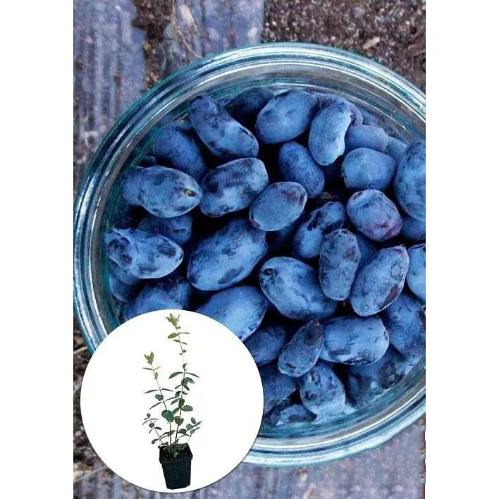 Саджанець Agro-Market Жимолость Гордість Кубані (середньопізній термін дозрівання, один з лідируючих сортів) 1 шт. в упаковці (43970) - фото 2