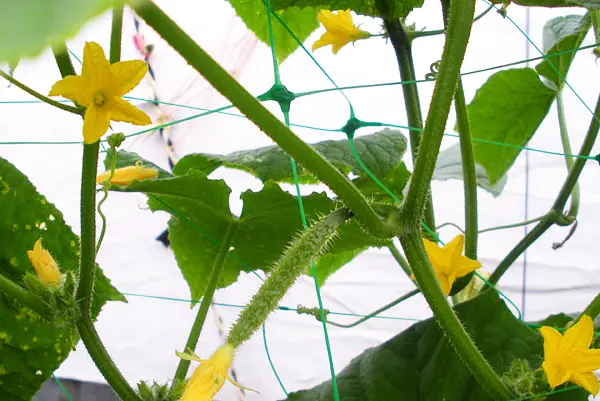 Сітка шпалерна Bradas PLANT NET 15x17см 8 г/м² 1.7x500 м AS-CN08151717500  - фото 3