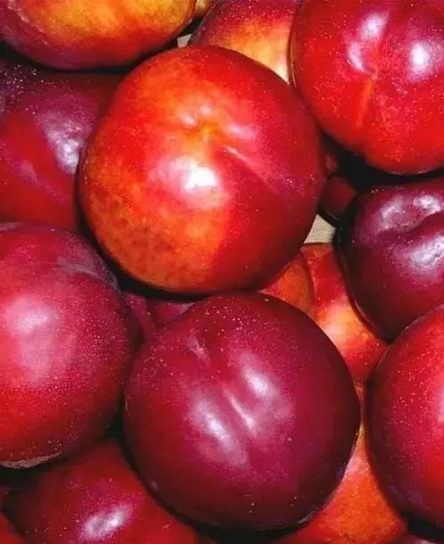 Саженец Agro-Market Нектарин Флейвор Топ (летний сорт, средний срок созревания) (39945) 1 шт. в упаковке - фото 4