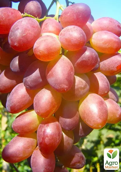 Саджанець Agro-Market Виноград Супер Ляля (хрустка, солодка м'якоть гармонійного смаку, ранній) 1 шт. в пакуванні (63760) - фото 2
