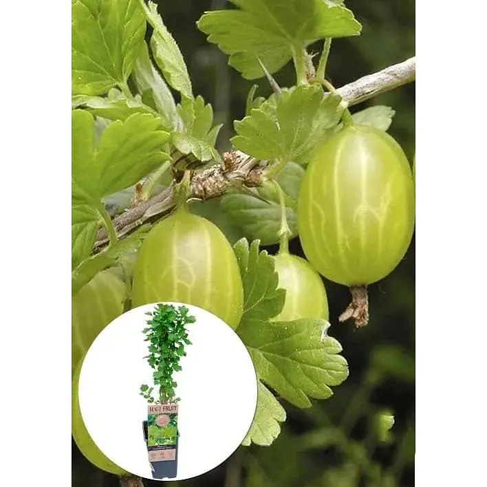 Саджанець Agro-Market LMTD Аґрус Hinnonmaki Green (сортовий, укорінений) висота 50-70см з Нідерландів 1 шт. в упаковці (184891) - фото 3