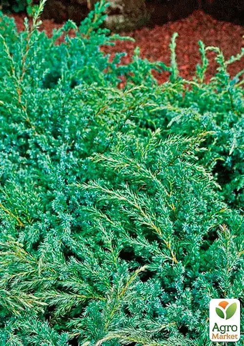 Саженец Agro-Market Можжевельник чешуйчатый 3-летний Hunnetorp С3 диаметр 25-30 см 1 шт. в упаковке (176861) - фото 2