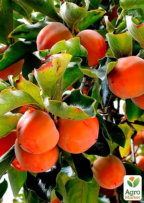 Саджанець Agro-Market Хурма Хеакума на віргінській морозостійкій підщепі 1 шт. в упаковці (44808) - фото 5