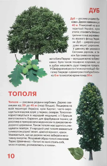 Велика книжка. Рослинний світ України - Олег Зав'язкин - фото 4