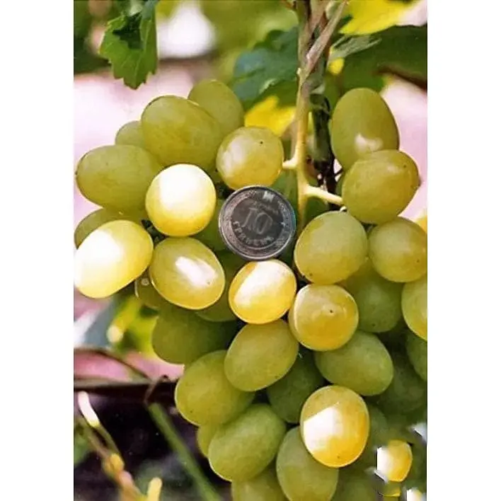 Саджанець Agro-Market Виноград Первозванний (ранній термін дозрівання, стійкий сорт не сприйнятливий до хвороб) 1 шт. в упаковці (25525) - фото 2
