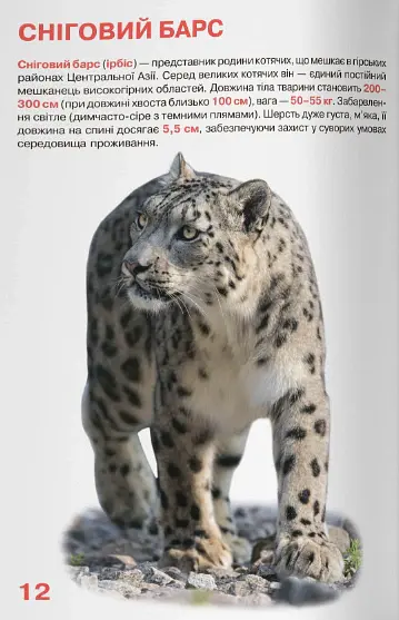 Велика книжка. Дикі кішки - - фото 5