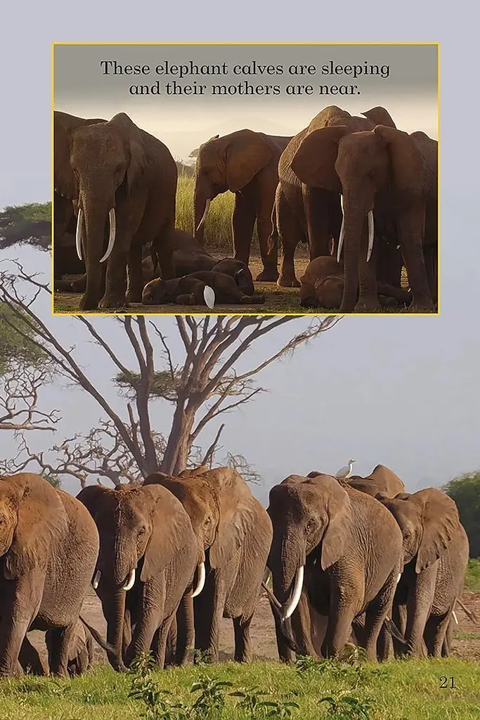 Ladybird Readers Level 1. BBC Earth: Baby Animals - фото 5