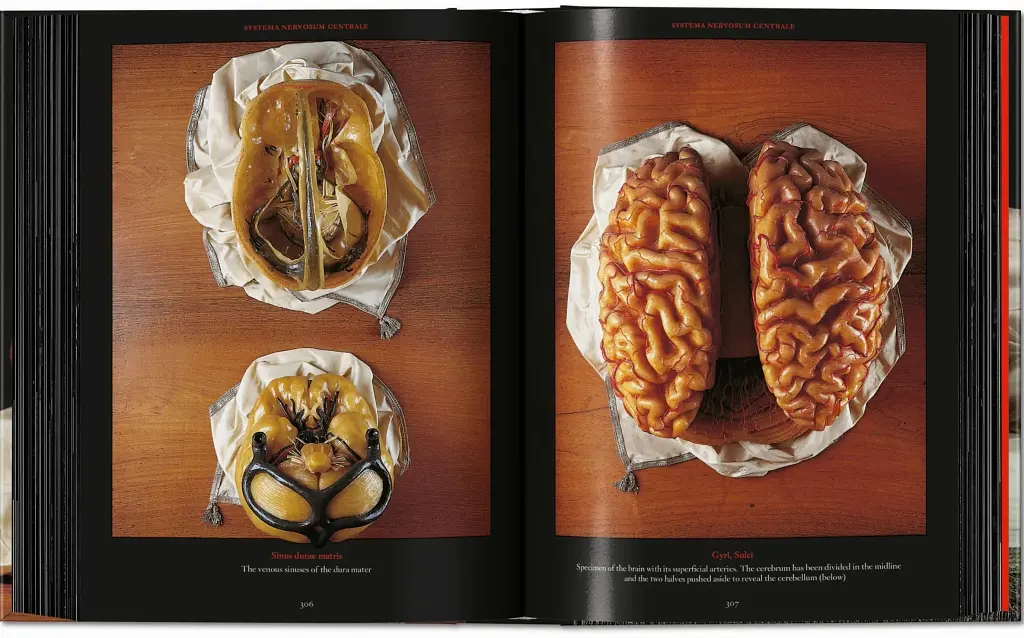 Anatomical Waxes. 45th Edition - фото 20