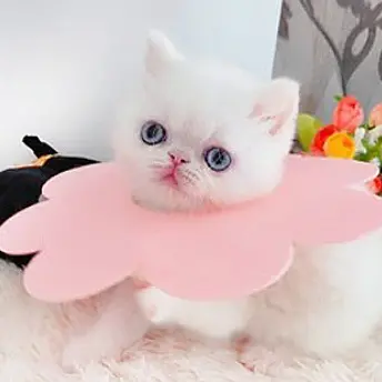 Захисний комір для котів Derby Sunflower Pink, L