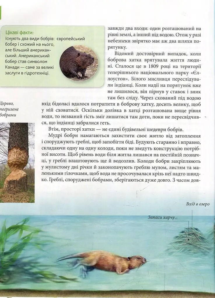 Енциклопедія для допитливих А5 : Тварини - винахідники і будівельники (Українська, 01 КРЕЙДОВАНИЙ ) - фото 9