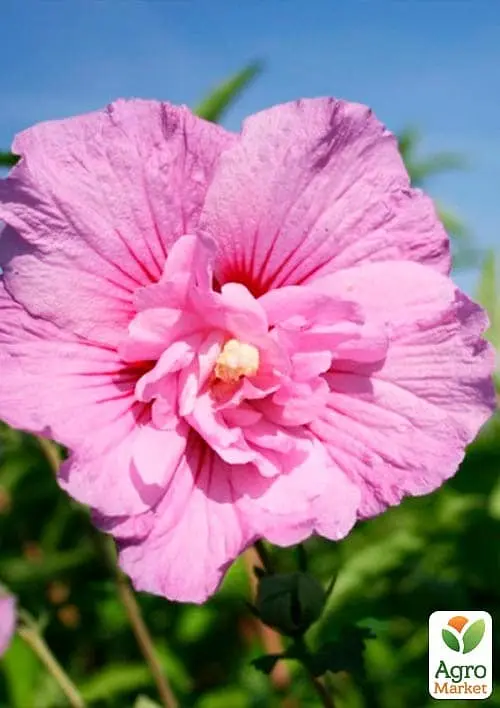 Саджанець Agro-Market Гібіскус деревовидний махровий Лавандовий шифон (Lavender Chiffon) (50694) - фото 2