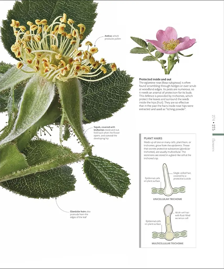 The Science of Plants - фото 18