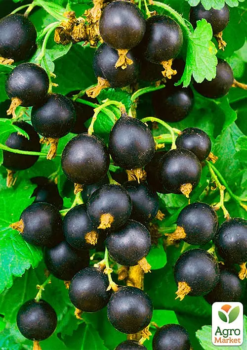 Саженец Agro-Market Смородина черная Черный Бумер (ранний срок созревания, вкус один из лучших среди крупноплодных) 1 шт. - фото 2