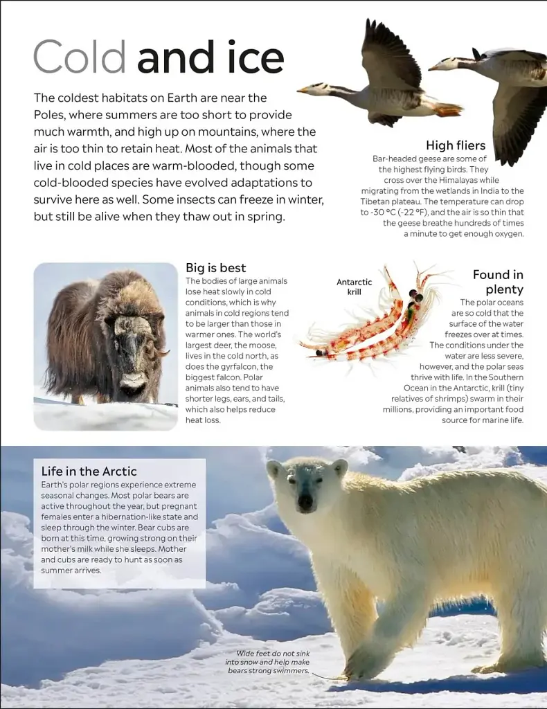 Eyewitness. Animal - фото 4