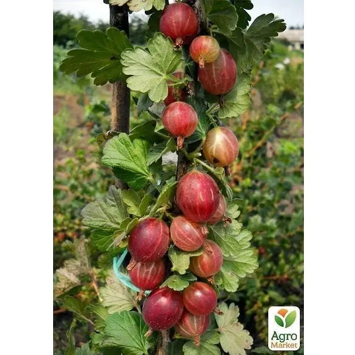 Саджанець Agro-Market Аґрус на штамбі Каптіватор (Captivator) (середнього терміну дозрівання сорт) (35952) 1 шт. - фото 2