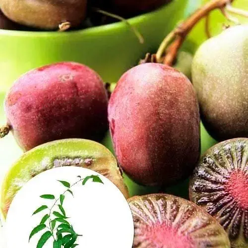 Саженец Agro-Market Актинидия Пурпурова (мини-киви, морозостойкий сорт, поздний срок созревания) (20747) 1 шт. в упаковке - фото 5