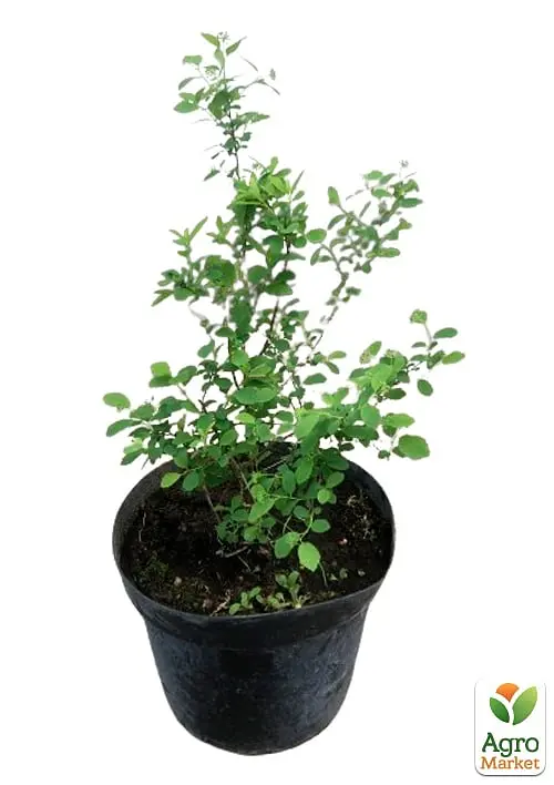 Саженец Agro-Market Спирея Вангутта 3-летняя (Spiraea vanhouttei) вазон С5 (115613) - фото 2