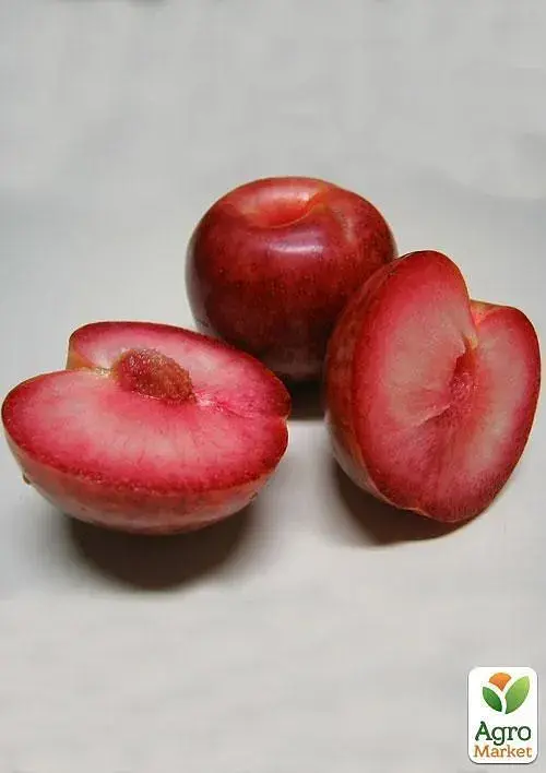 Саджанець Agro-Market Гібрид сливи-абрикоса Плуот (Dapple Dandy) 1 шт. в упаковці (47306) - фото 3