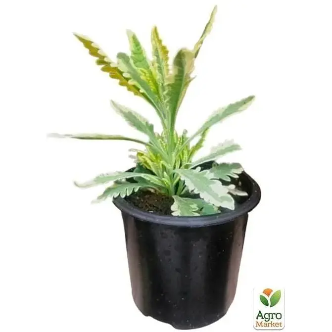 Саджанець Agro-Market Лаванда пестролиста зубчаста Meerlo (контейнер № 10 висота 10-15 см) (48064) 1 шт. в упаковці - фото 2