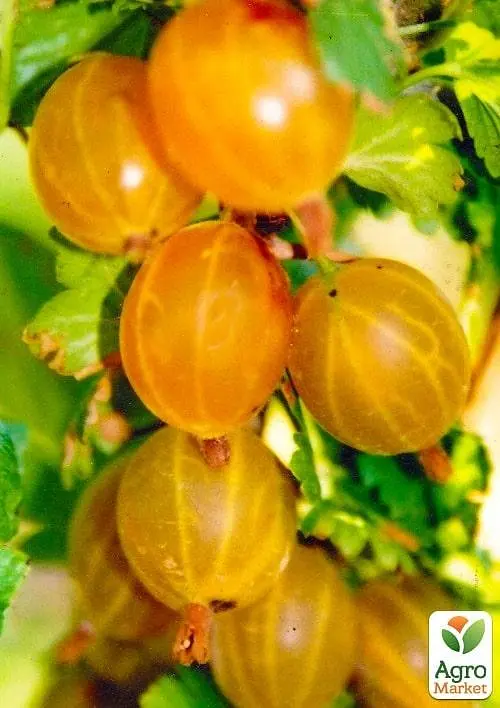 Саженец Agro-Market Крыжовник Медовый (средний срок созревания, имеет очень сладкие, крупные ягоды) 1 шт. в упаковке (101837) - фото 2