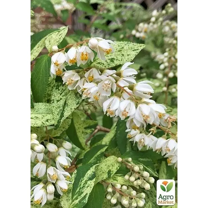 Саджанець Agro-Market Дейція витончена Variegata (177272) 1 шт. в упаковці - фото 3