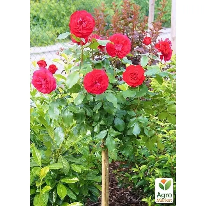 Троянда штамбова Agro-Market Rouge Meilove саджанець класу АА+ вищий сорт 1 шт. в упаковці (182858) - фото 2