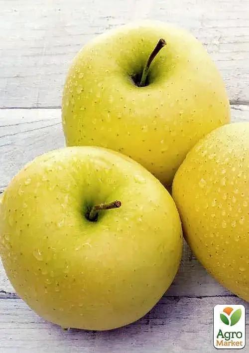 Саджанець Agro-Market Яблуня Голден Делішес (зимовий сорт) 1 шт. в упаковці (17581) - фото 2