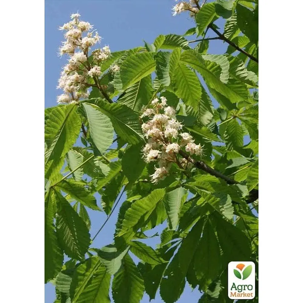 Саженец Agro-Market Каштан конский Aesculus (красиво цветущее дерево) (120914) - фото 2