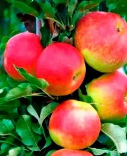 Саджанець Agro-Market Яблуня колоновидна Валюта® (зимовий сорт, пізній термін дозрівання) (35442) 1 шт. в упаковці - фото 2