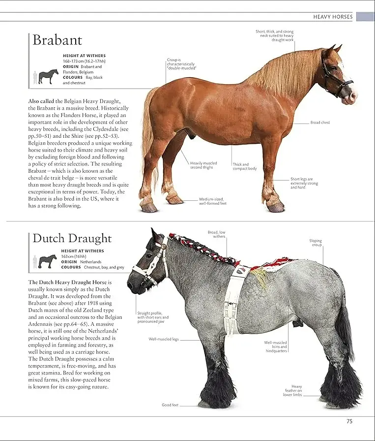 The Horse Encyclopedia (new edition) - фото 4